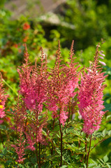 Pink astilbe flowers