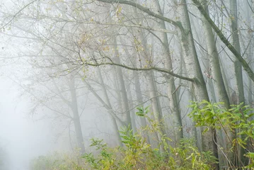 Gordijnen Forest in the fog © Dusan Kostic