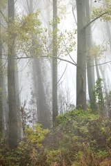 Foto op Plexiglas Forest in the fog © Dusan Kostic