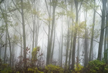 Fotobehang Mistig Bos Forest in the fog  © Dusan Kostic
