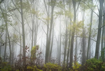 Tuinposter Forest in the fog © Dusan Kostic