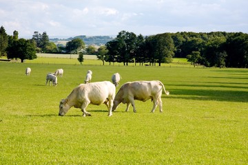 Obraz premium Les vaches broutent