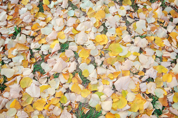 autumn leaves background