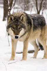 European gray wolf (Canis lupus) in winter