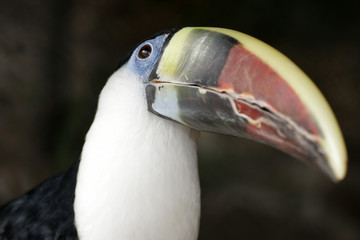 Red-billed Toucan