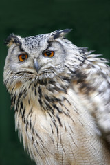 Eagle Owl