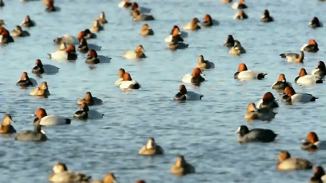 gruppo uccelli
