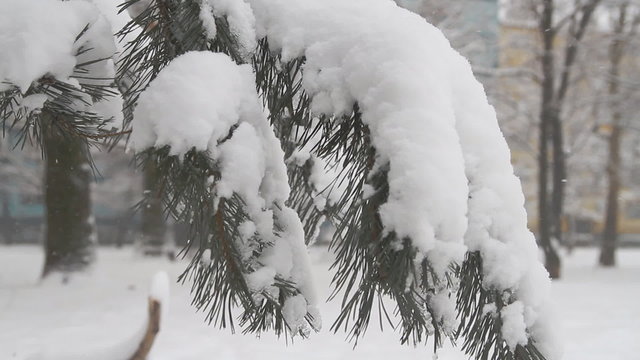 Pine trees are heavy with snow