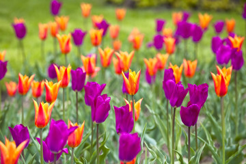 Yellow and Purple Tulips