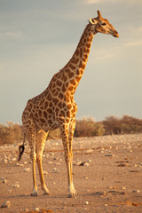 Giraffe profile