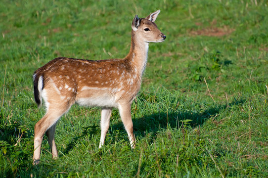 Deer in a Grass