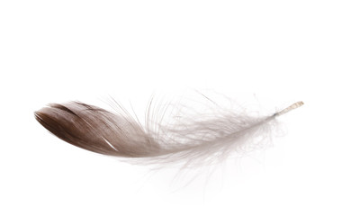 Single fluffy feather isolated on white