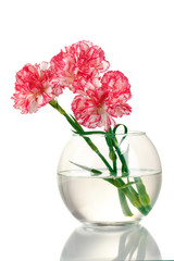 Beautiful carnations transparent vase isolated on white