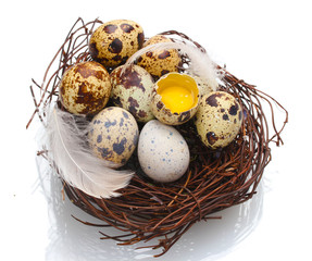 Obraz premium quail eggs in nest isolated on white