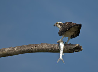 Osprey with Fish