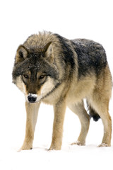 Obraz premium Gray wolf (Canis lupus) isolated