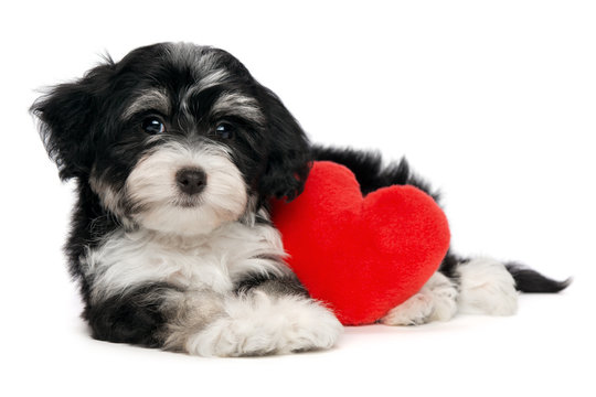 Lover Valentine Havanese puppy dog