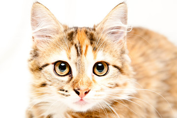 Kitty in white background