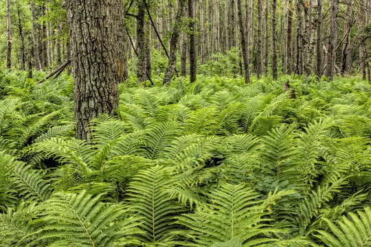 Natural Forest with Fern Plants