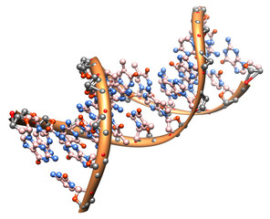 DNA molecule