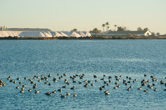 Salt refinery