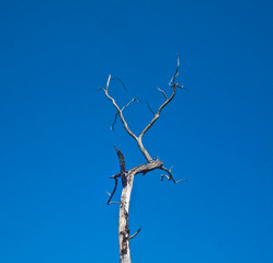 die tree on blue sky background