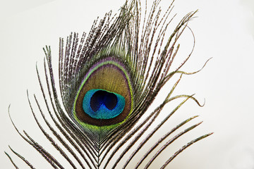 Peacock feather on white