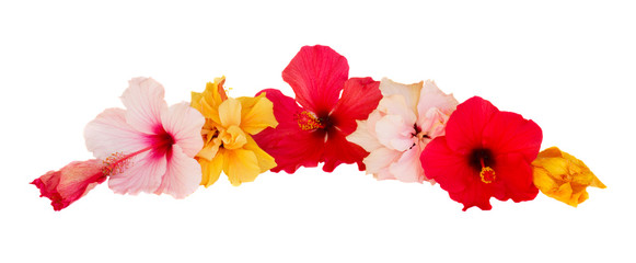 hibiscus flower border © neirfy