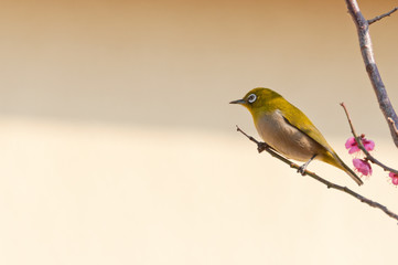 梅の木に止まるメジロ