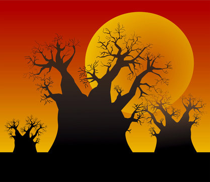 Sunset and baobab trees