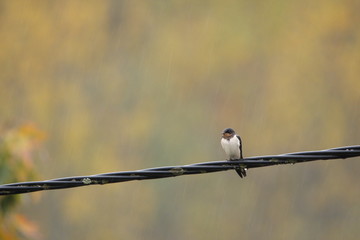 Hirondelle de cheminée (hirundo rustica) © arenysam