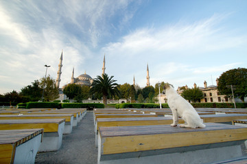 Blue Mosque wit dog in front, Istanbul, Turkey