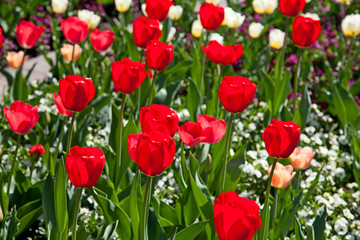 Fototapeta premium Tulips