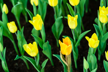 Too many yellow flower in garden