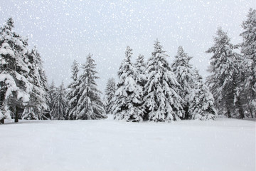 Trees in the snow in the forest in winter