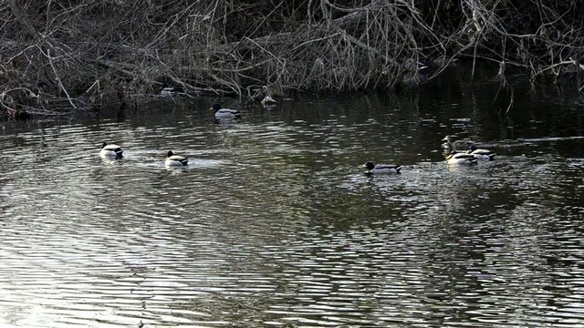 patos  salvajes