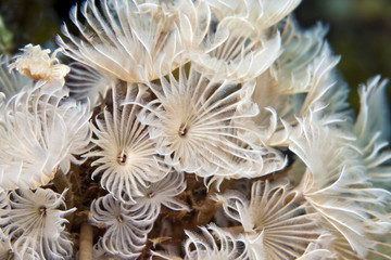 Social Feather-Duster Worms