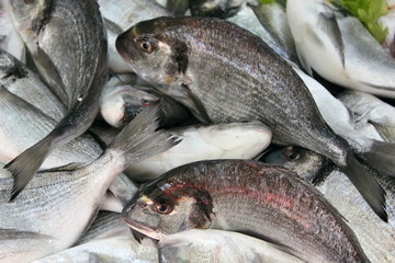 fresh sea bream fish on ice at fishmongers