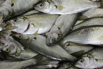 Fresh Fish on ice at the fishmongers