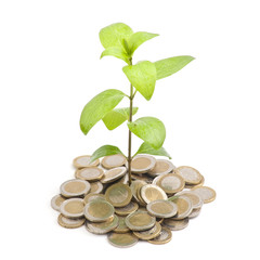 Jeune plante sortant de piece d'argent