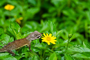 Lizard in green nature
