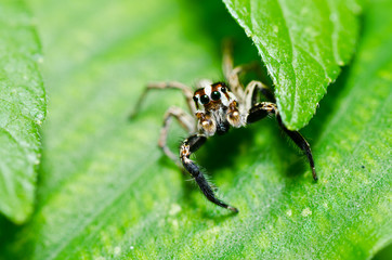 jumping spider in green nature