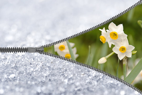 Zip jonquilles sous la neige