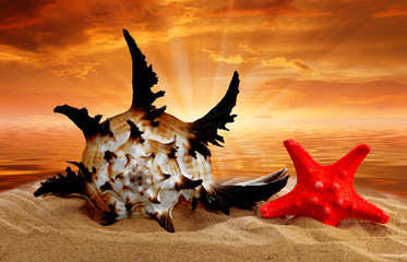 Plakaty  Muszla z rozgwiazdą na plaży o zachodzie słońca