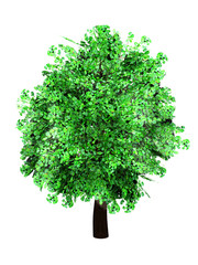 Fototapeta premium Freigestellter Baum