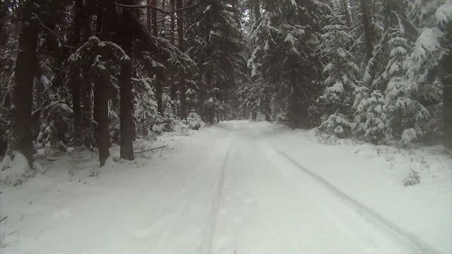 winter road in the woods