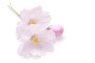 Obraz na płótnie Canvas Kwiat japońskiej wiśni, samodzielnie na białym tle z krople wody