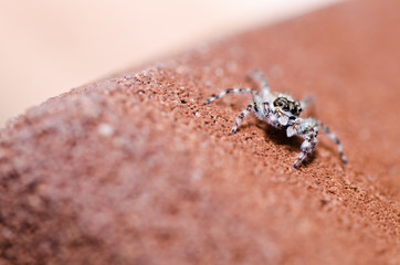 Obraz premium jumping spider in green nature