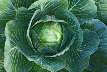 Fototapeta premium Cabbage