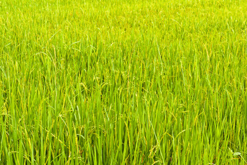 From the beginning of rice grains